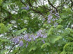 Jacaranda foliage and blossom