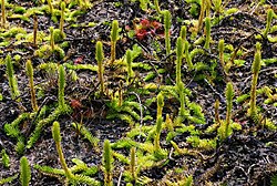 Lycopodiella inundata, a lycophyte