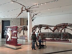 Fossils in the James and Louise Temerty Galleries of the Age of Dinosaurs and Gallery