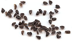 Seeds