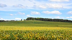 Charles Mound, the highest natural point in Illinois at 1,235 feet (376 m) above sea level, is located in the Driftless Area in the northwestern part of the state.