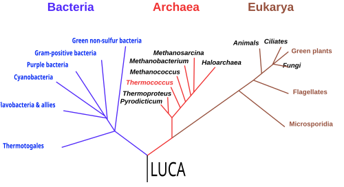 A phylogenetic tree based on rRNA data, emphasizing the separation of bacteria, archaea, and eukarya as proposed by Carl Woese et al. in 1990,[1] with the hypothetical last universal common ancestor
