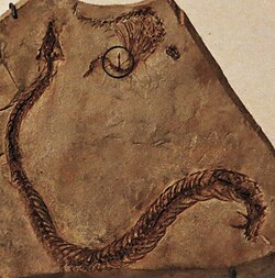 The Cretaceous snake Eupodophis had hind legs (circled).