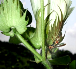 Predatory Polistes wasp searching for bollworms or other caterpillars on a cotton plant