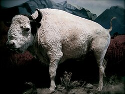 Big Medicine (1933–1959) was a sacred white buffalo that lived on the CSKT Bison Range (display at the Montana Historical Society).