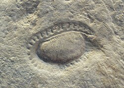 Kimberella is an enigmatic fossil that has been interpreted as a cubozoan cnidarian, or as an early mollusc, but its identity is still unclear.[2]