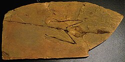 A cast of the holotype of Sharovipteryx, a well-preserved gliding reptile