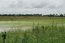 A rice field in Nickerie District