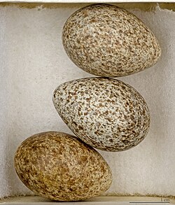 Alauda arvensis - MHNT