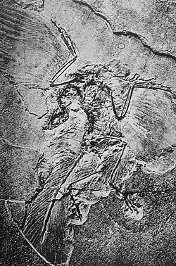 1880 photo of the Berlin Specimen, showing leg feathers that were removed subsequently, during preparation