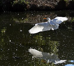 Great egret in flight