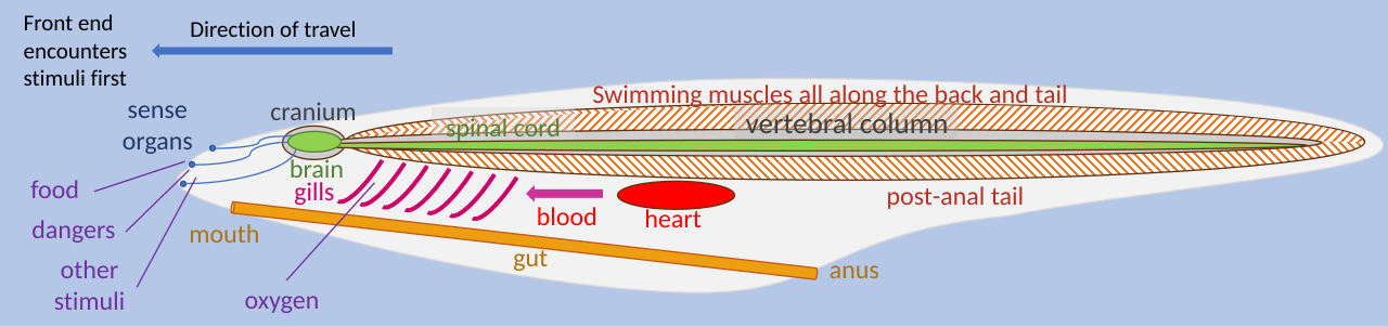 Idealised vertebrate body plan, showing key characteristics