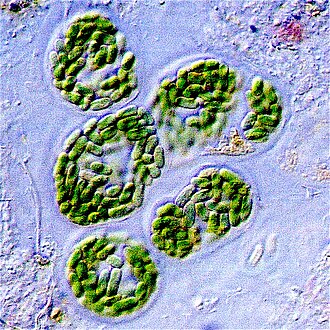 Light microscope view of cyanobacteria from a microbial mat