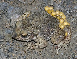 Male common midwife toad (Alytes obstetricans) with eggs
