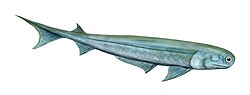 Acanthodians were among the earliest vertebrates with jaws.[196]