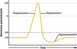 Action potential in a neuron, showing depolarization, in which the cell's internal charge becomes less negative (more positive), and repolarization, where the internal charge returns to a more negative value.