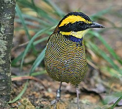 Javan banded pitta (Hydrornis guajanus), an Old World suboscine.