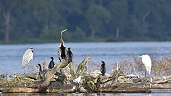 Sharing space on a log with a grey heron (Ardea cinerea), Oriental darter (Anhinga melanogaster) and a group of little cormorants (Microcarbo niger)