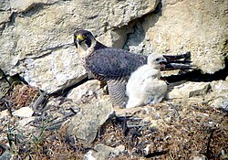 At nest, France