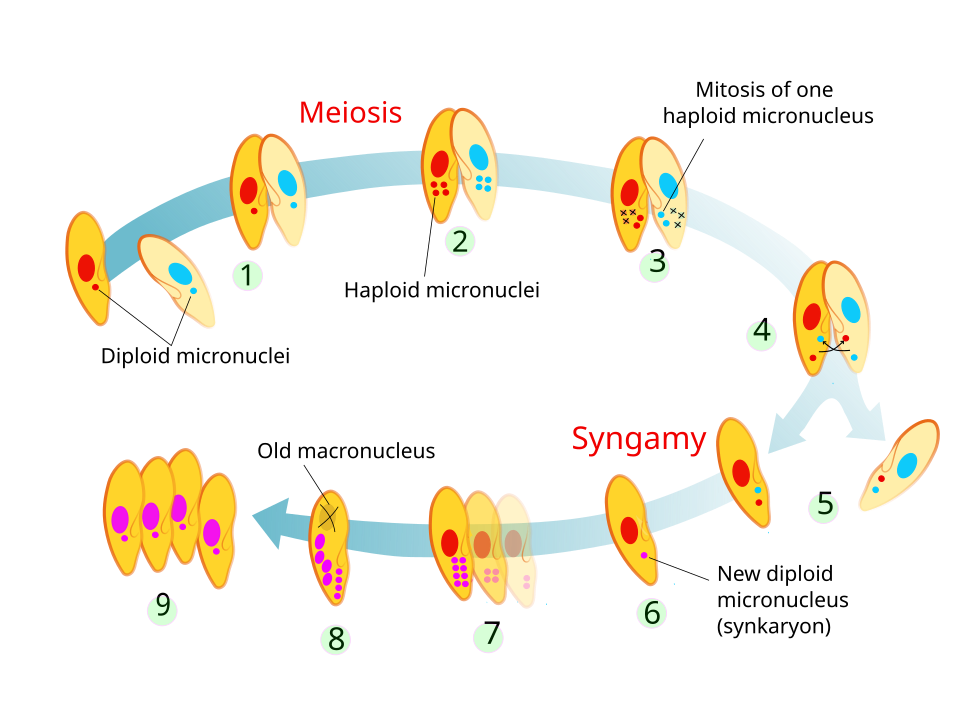 Stages of conjugation in Paramecium caudatum