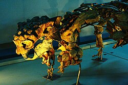 Saichania skull cast mounted on the skeleton of cf. Pinacosaurus in Mongolia