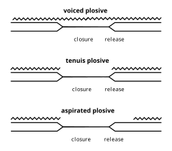 A graphical representation of the VOT of voiced, tenuis, and aspirated stops. The waves represent voicing, or the vibration of the vocal cords. The double-ended fork represents the relative positions of the articulators involved.