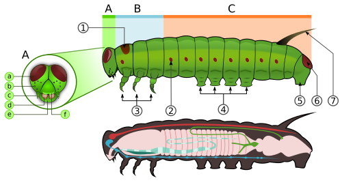 A – head, B – thorax, C – abdomen, 1 – prothoracic shield, 2 – spiracle, 3 – true legs, 4 – midabdominal prolegs, 5 – anal proleg, 6 – anal plate, 7 – tentacle, a – eye, b – stemmata (ocelli), c – antenna, d – mandible, e – labrum, f – frontal triangle.