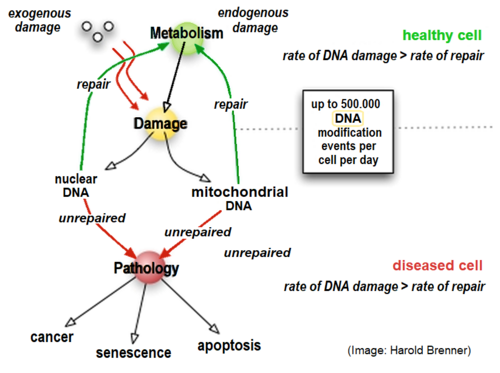 DNA repair rate is an important determinant of cell pathology.