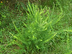 Lespedeza cuneata habitus