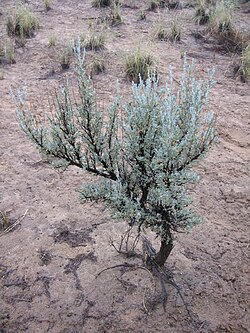 The western American sagebrush Artemisia tridentata