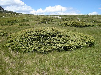 Prostrate specimens of J. communis subsp. alpina, in Vitosha, Bulgaria