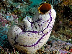 Tunicates take water in through a siphon and then expel filtered water through another siphon.