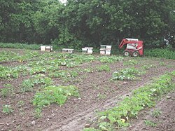 Placing honey bees for pumpkin pollination Mohawk Valley, NY