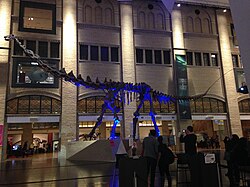 Mounted replica skeleton of Futalognkosaurus dukei, Royal Ontario Museum