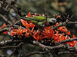 Female, Bangladesh