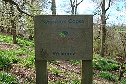 Oxmoor Copse in Surrey