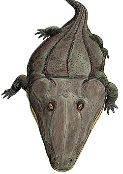 Reconstruction of the Triassic amphibian Mastodonsaurus