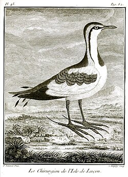 Sonnerat's "surgeon of the island of Luzon" (1776)