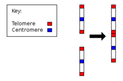 Fusion of ancestral chromosomes left distinctive remnants of telomeres, and a vestigial centromere