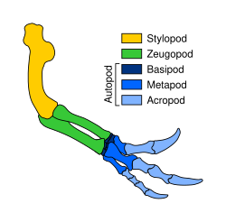 Tridactylous Allosaurus arm