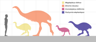 Size comparison between four moa species and a 1.8 m tall human. From left to right: Megalapteryx didinus, Dinornis robustus (female size), Anomalopteryx didiformis, and Pachyornis elephantopus