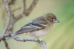 Female