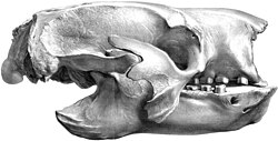 Skull of Glossotherium with typical short and broad snout and open nasal cavity