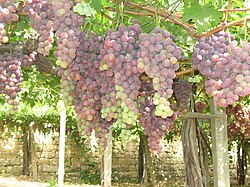 Zahlé grapes