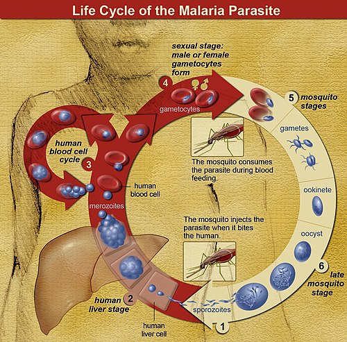 The life cycle of malaria parasites: Sporozoites are introduced by a mosquito bite. When they reach the liver, they multiply into thousands of merozoites. The merozoites infect red blood cells and replicate, infecting more and more red blood cells. Some parasites form gametocytes, which are taken up by a mosquito, continuing the life cycle.
