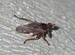 Phoretic mites on a fly (Pseudolynchia canariensis)