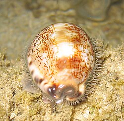 The Arabian cowry was named Cypraea arabica in 1758.