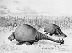 Doedicurus and Glyptodon by Robert Bruce Horsfall