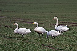 Three whooper swans and one mute swan