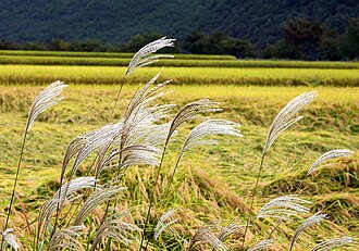 Andong-Hahoe Folk Village (2005) showing high-productivity rice field